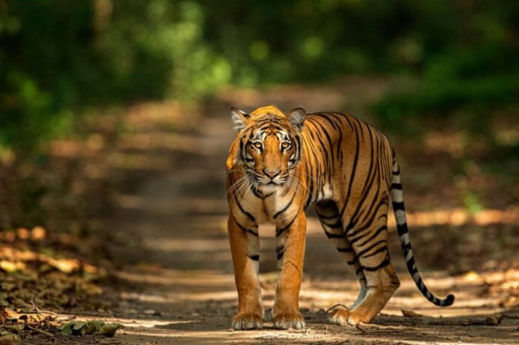 Pench Tiger Reserve